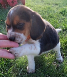 CUCCIOLI DI BEAGLE DISPONIBLI