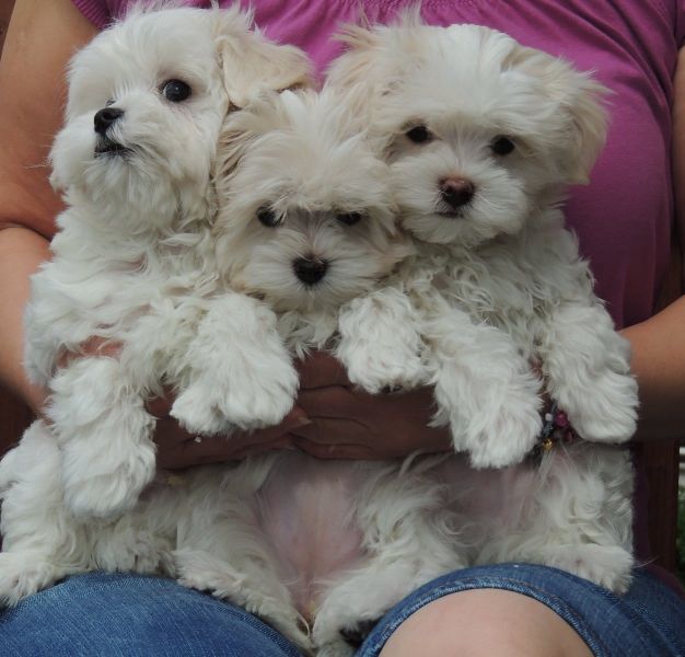 Cuccioli di micro maltese per adozione ( regalo  )