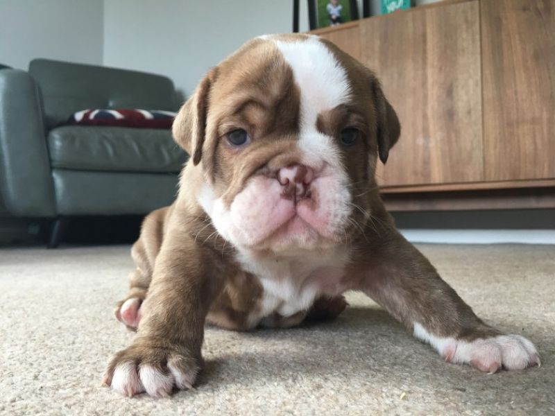Regalo Bulldog inglese cuccioli disponibili
