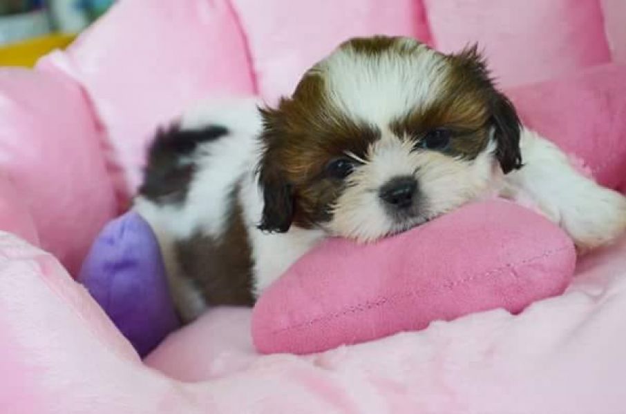 Molto bella e sani cuccioli di shih tzu per adozione maschi e femmine disponibili (gratis) 