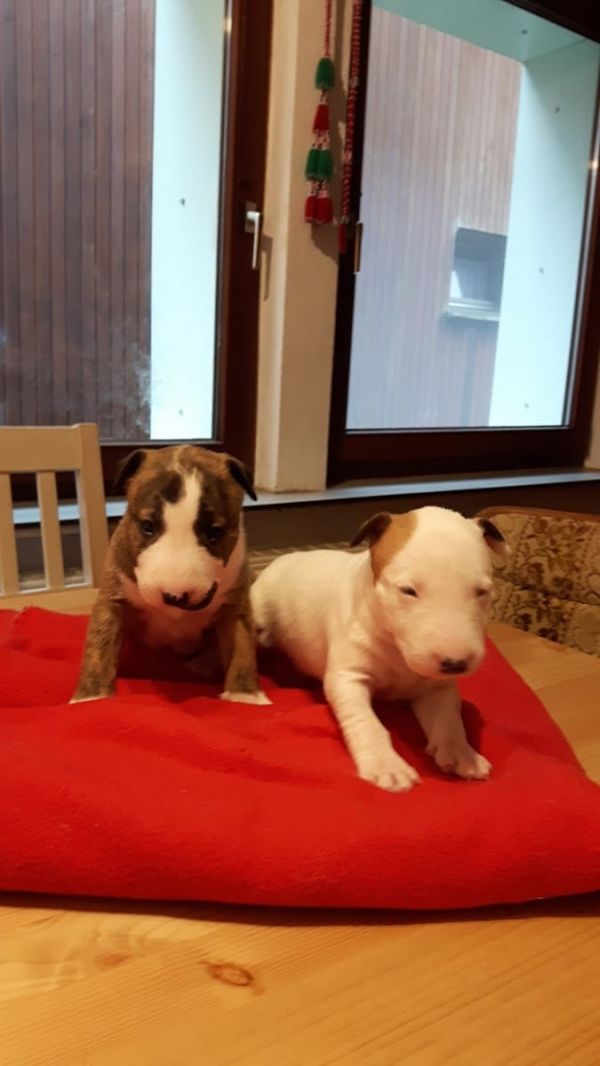 Molto bella e sani cuccioli di miniature bull terrier per adozione (gratis)
