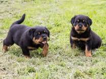 Adorabili cuccioli di rottweiler femminucce e maschietti disponibili per l'adozione cuccioli sono va