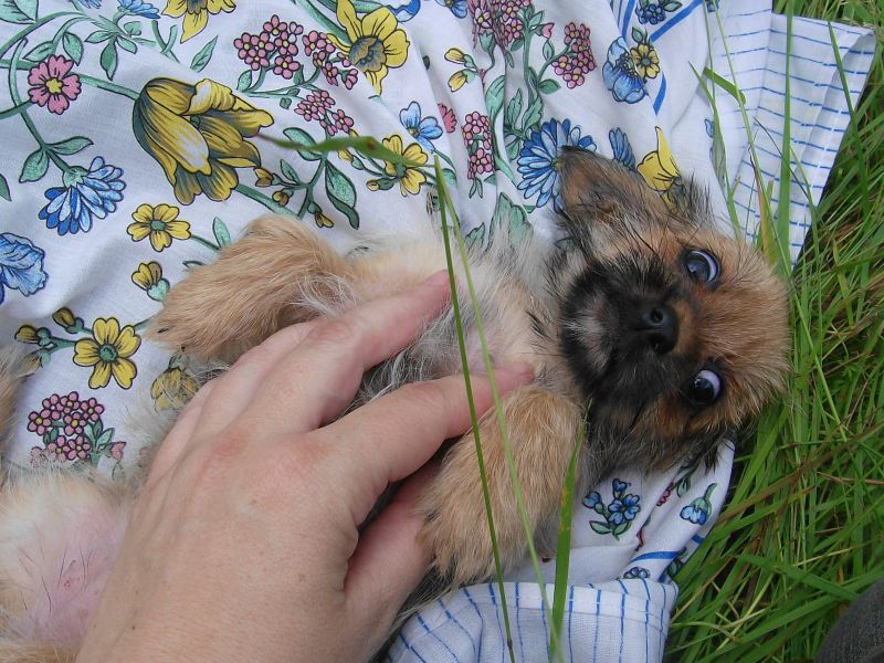  regalo cuccioli di Shih Tzu disponibili per l'adozione
