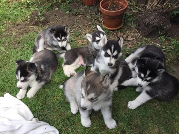 Cucciola Husky