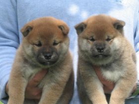 REGALO CUCCIOLI ~DI~ SHIBA INU~MASCHIO SIA FEMMINA  bellissimi cuccioli di shiba inu disponibili sia