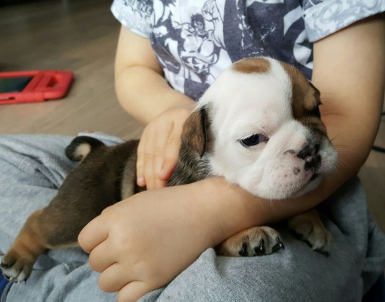 Regalo Bulldog inglese cuccioli disponibili