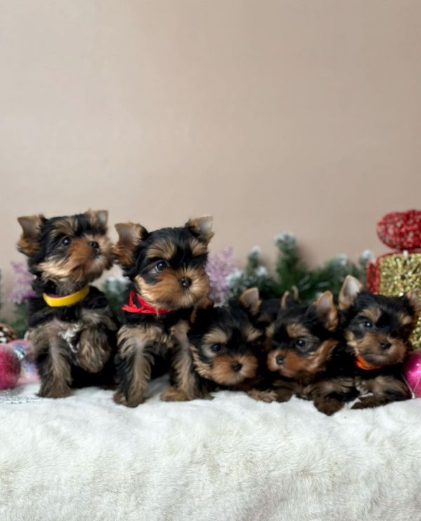 Regalo Cuccioli di Yorkshire Terrier