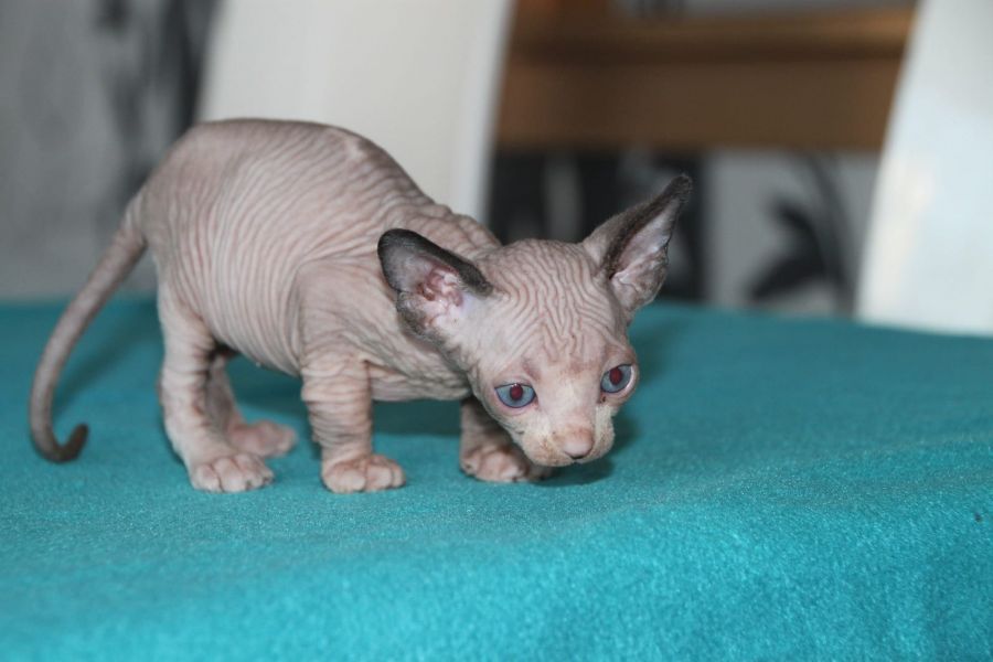 Gattini di Sphynx   ( per regalo )