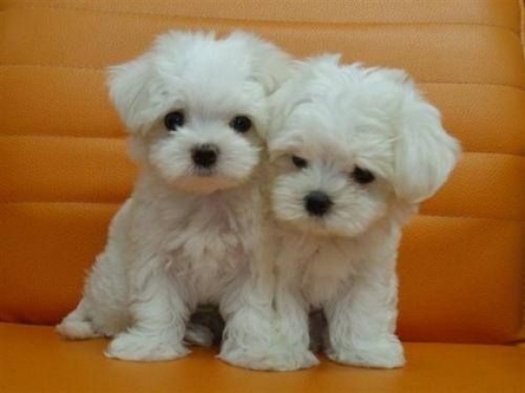 REGALO CUCCIOLI DI MALTESE MINI TOY  CUCCIOLI DI MALTESE MINI TOY cuccioli di maltese, maschi e femm