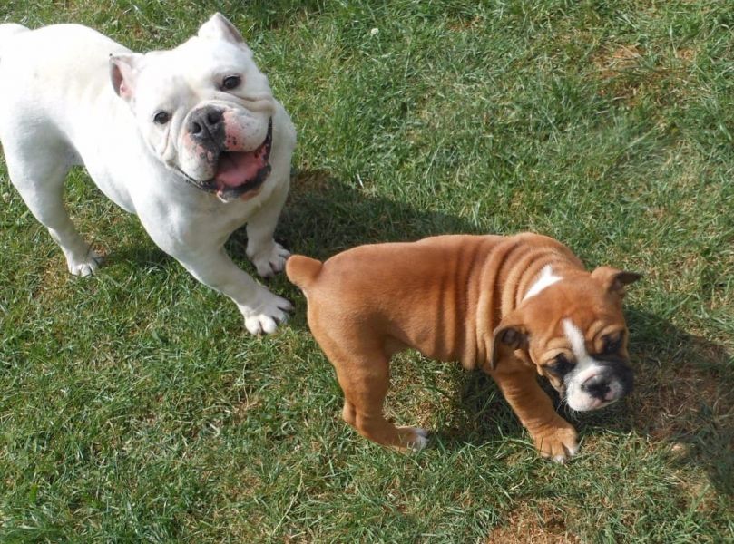  cuccioli di bulldog inglise  per adozione ( maschio e femmina )