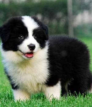 Adorali cuccioli di Border collie femminucce e maschietti disponibili per l'adozione gratuita i cucc
