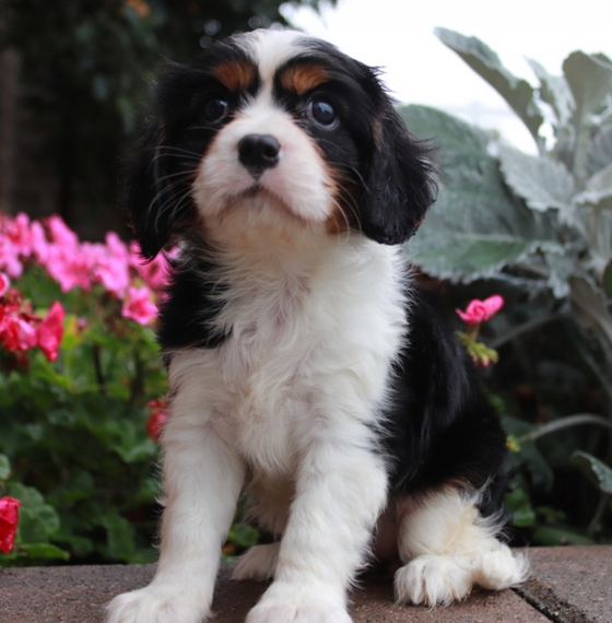 Regalo Cavalier King cuccioli introvabili cuccioli di Cavalier King intelligenti e dolcissimi attacc