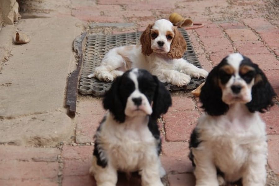  cuccioli di cocker-spaniel   per adozione ( maschio e femmina )