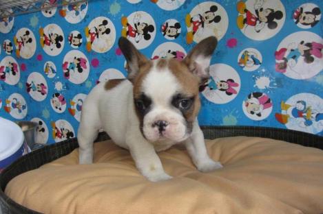 Regalo Bulldog francese cuccioli   adorabile cucciolo bulldog francese. Sto cercando una nuova casa 