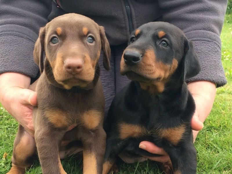 Regalo Cuccioli di Dorberman  in pronta consegna i cuccioli verranno Dato dopo 90 giorni dalla nasci