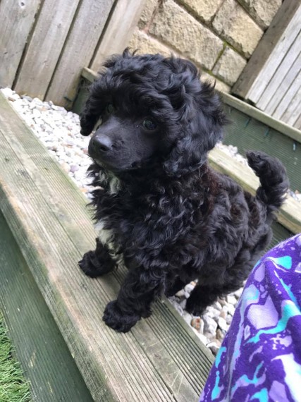 Regalo abbiamo cuccioli di barboncino