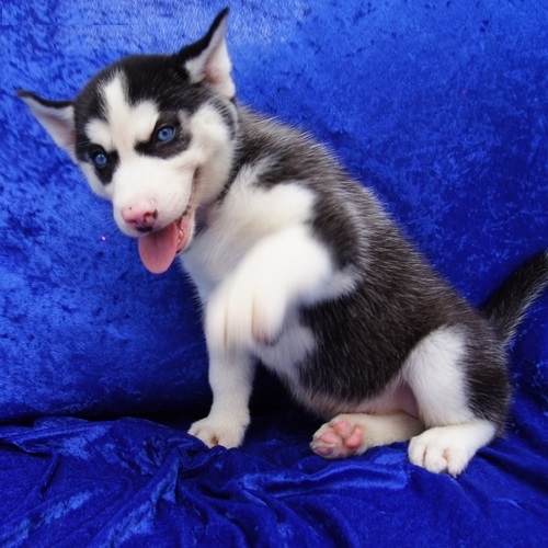  regalo cuccioli di Sibarian Husky disponibili per l'adozione