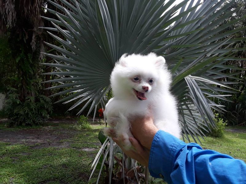 Regalo Volpini cuccioli di pomerania Piccoli