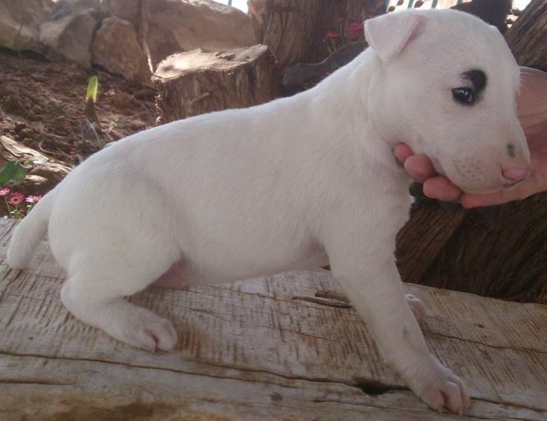 Cuccioli di miniature bull terrier  ( per regalo )