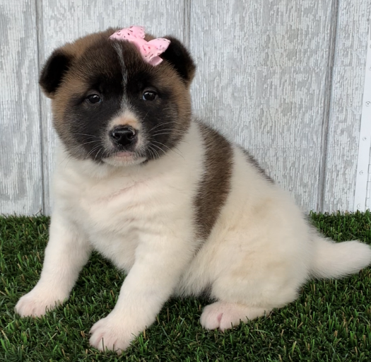 Regalo Cucciolo di Akita inu in pronta consegna