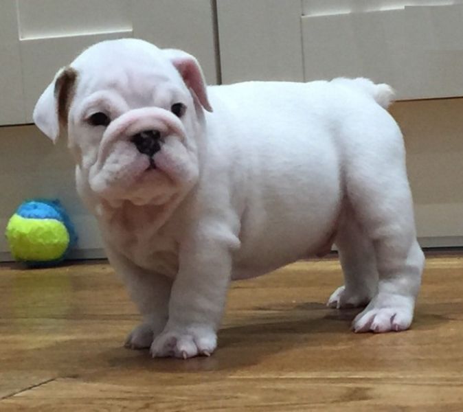 Regalo Bulldog inglese cuccioli disponibili