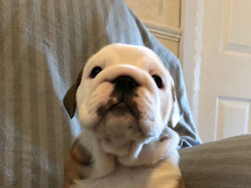 Super adorable Bulldog inglese cuccioli.