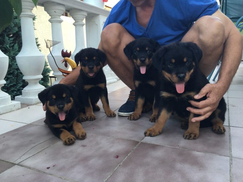  regalo cuccioli di rottweiler disponibili per l'adozione