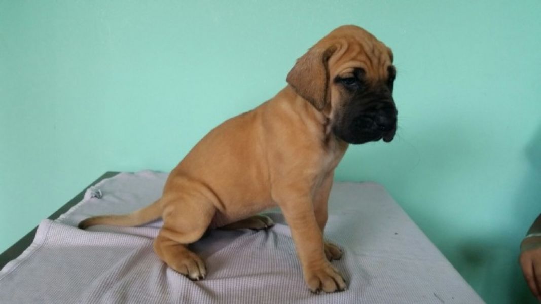 Regalo Cucciolo di Alano in pronta consegna