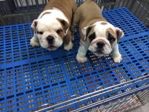 Bella Bulldog inglese cuccioli