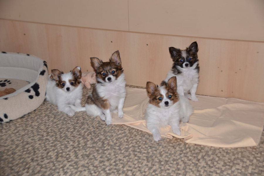  cuccioli di papillon  per adozione ( regalo  )