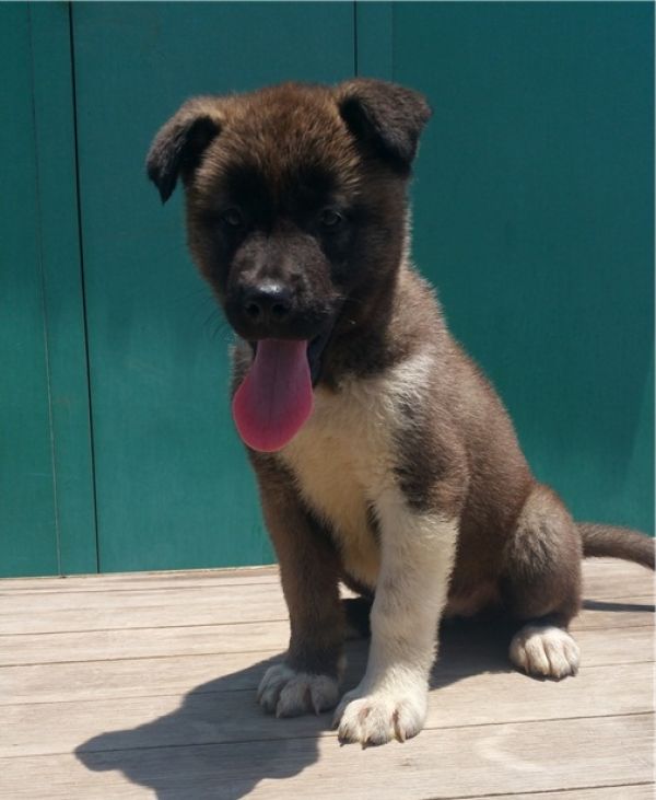 Regalo Cucciolo di Akita inu in pronta consegna i cuccioli verranno Dato dopo 90 giorni dalla nascit