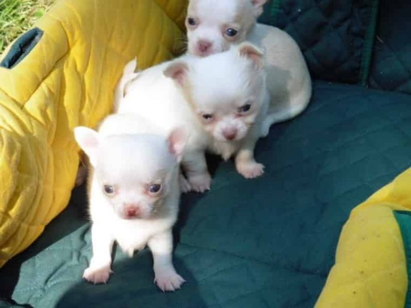 Regalo cuccioli di chihuahua Mini toy