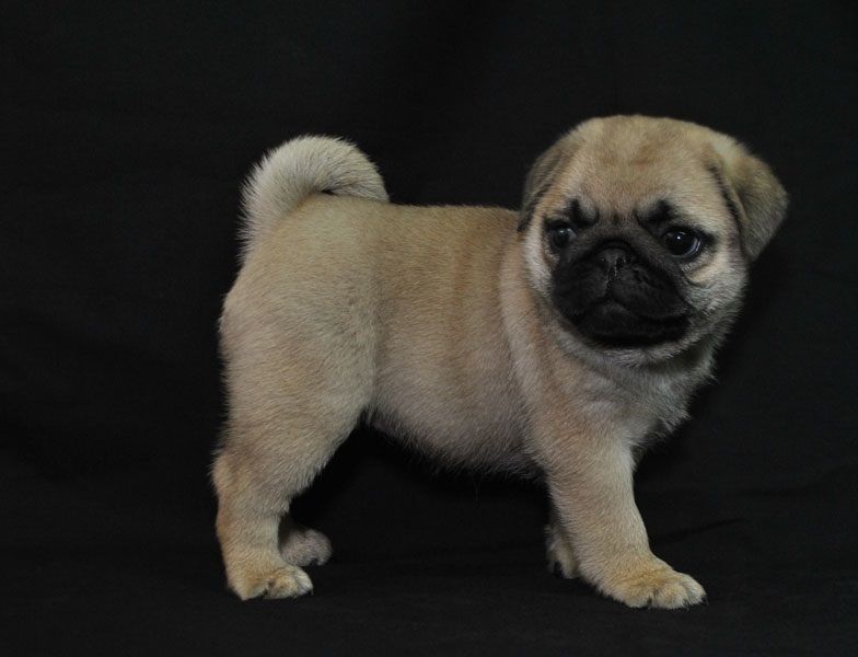 Regalo Cuccioli di Carlino Abbiamo disponibili