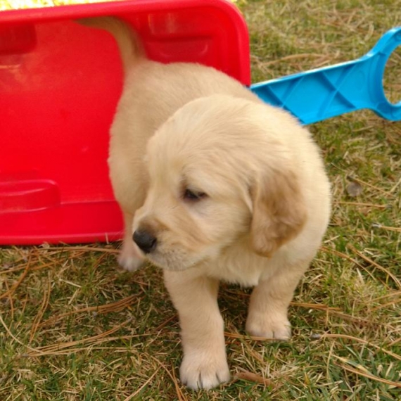 Regalo Cuccioli di Golden retriver