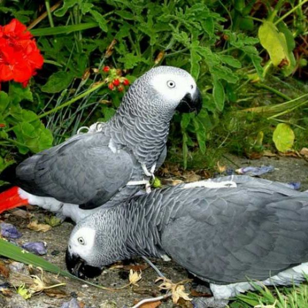 Regalo sani grigio africano pappagallo