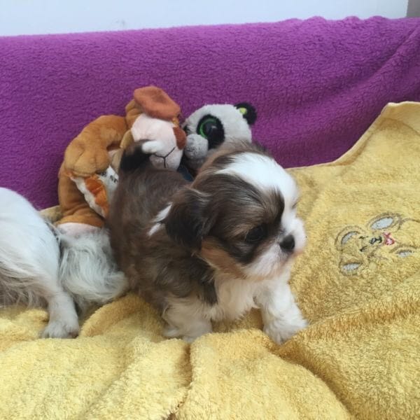  cuccioli di shih tzu per adozione ( regalo  )