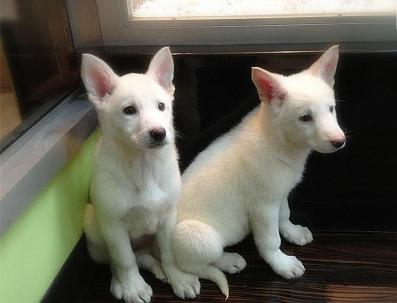 Regalo cuccioli pastore tedesco