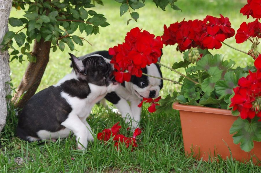   regalo cuccioli di boston terrier  disponibili per l'adozione
