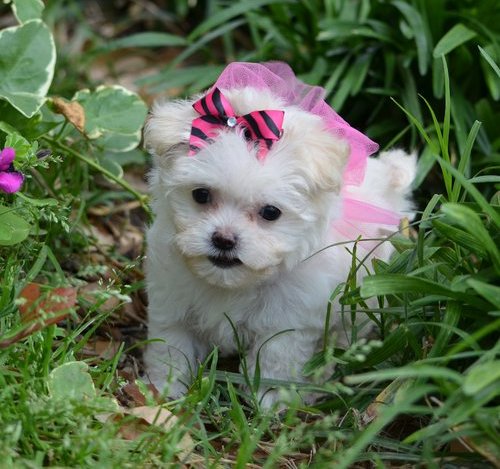  regalo cuccioli di maltese disponibili per l'adozione