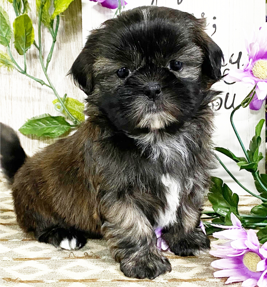 Regalo Shih Tzu cuccioli introvabili cuccioli di Shih Tzu intelligenti e dolcissimi attaccati al pad