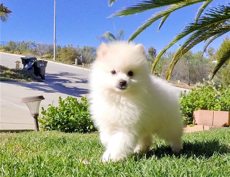 Molto bella e sani cuccioli di volpino pomeranian per adozione maschi e femmine disponibili (gratis)
