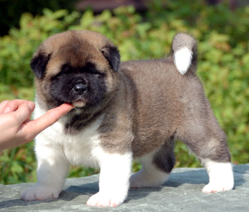 Regalo akita inu