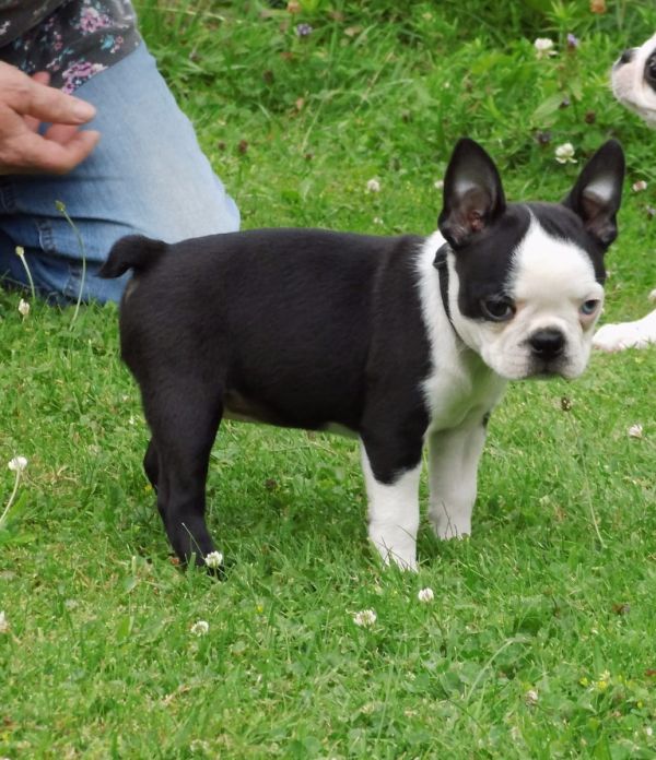 Molto bella e sani  cuccioli di boston terrier   per adozione maschi e femmine   disponibili (gratis