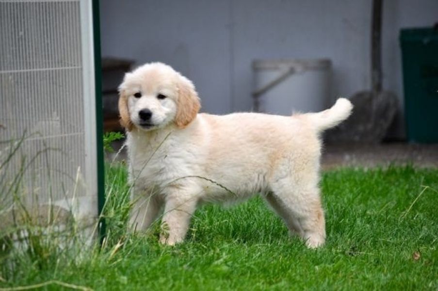 Cuccioli di golden retriever  per adozione ( maschio e femmina )
