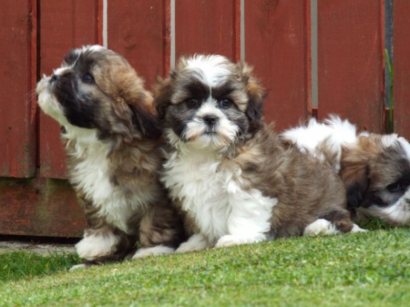 REGALO Cuccioli Shih Tzu