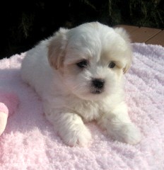 COTON de TULEAR