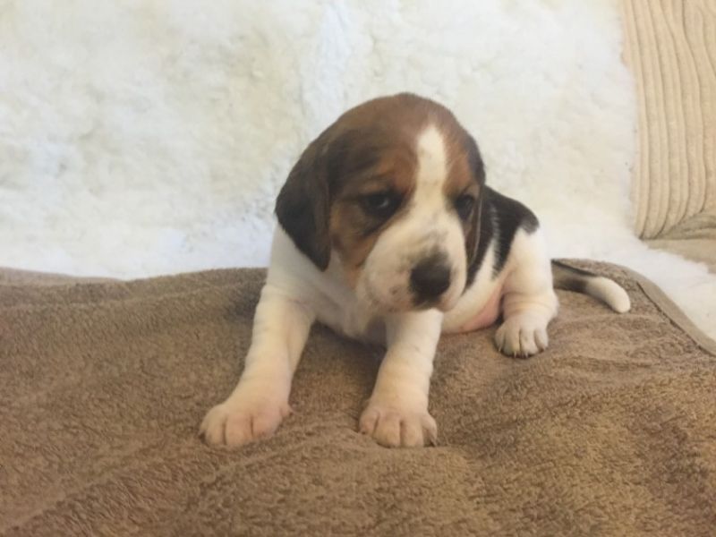 Bella e sani cuccioli di beagle per adozione (gratis)