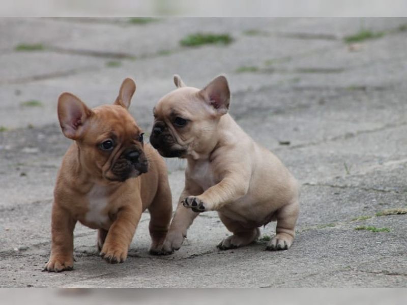 REGALO Cuccioli di Bulldog Francese