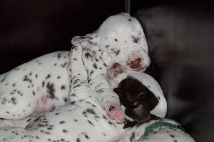   regalo cuccioli di dalmata disponibili per l'adozione