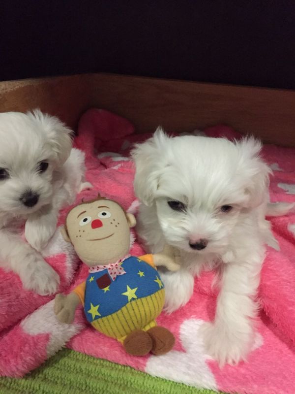  Cuccioli maltese mini toy con pedigree 
